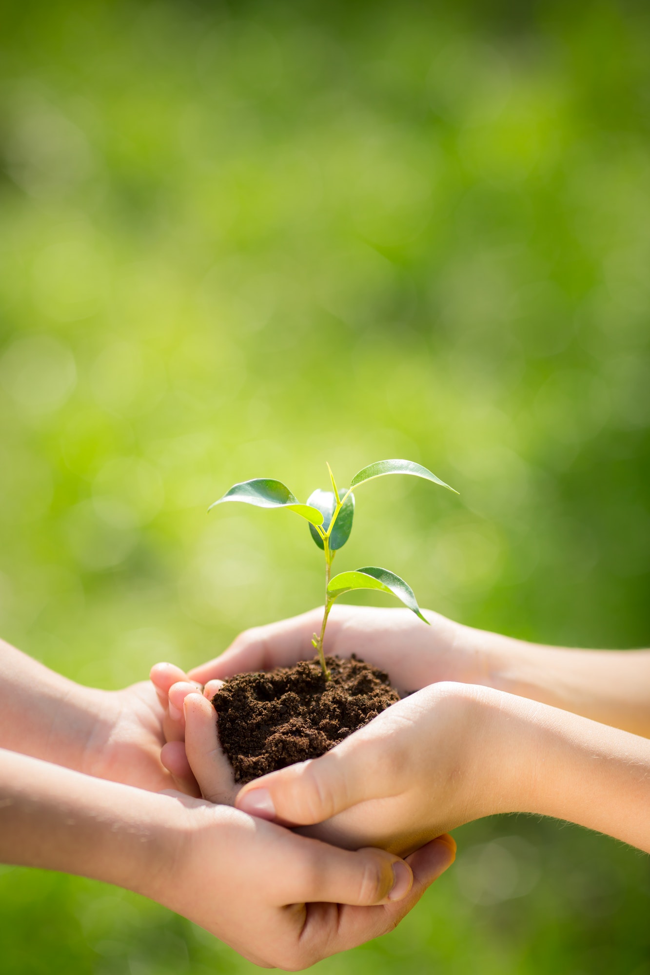 Children holding young plant in hands