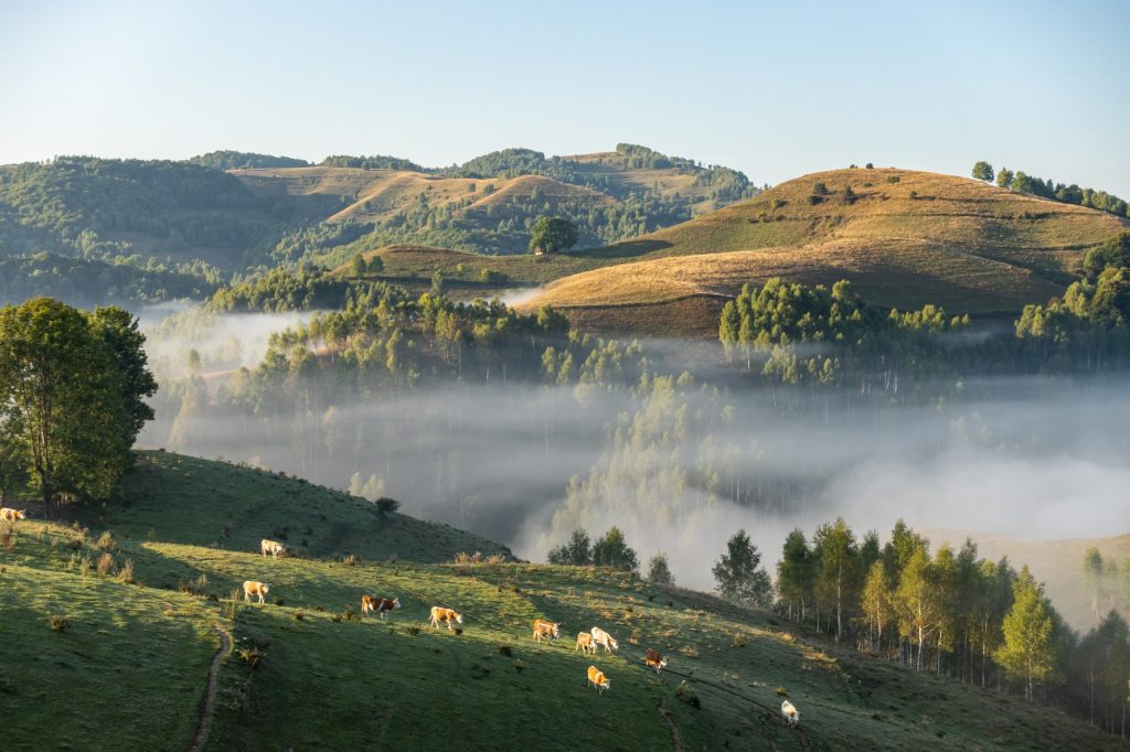 Cows in Nature, Rural Landscape