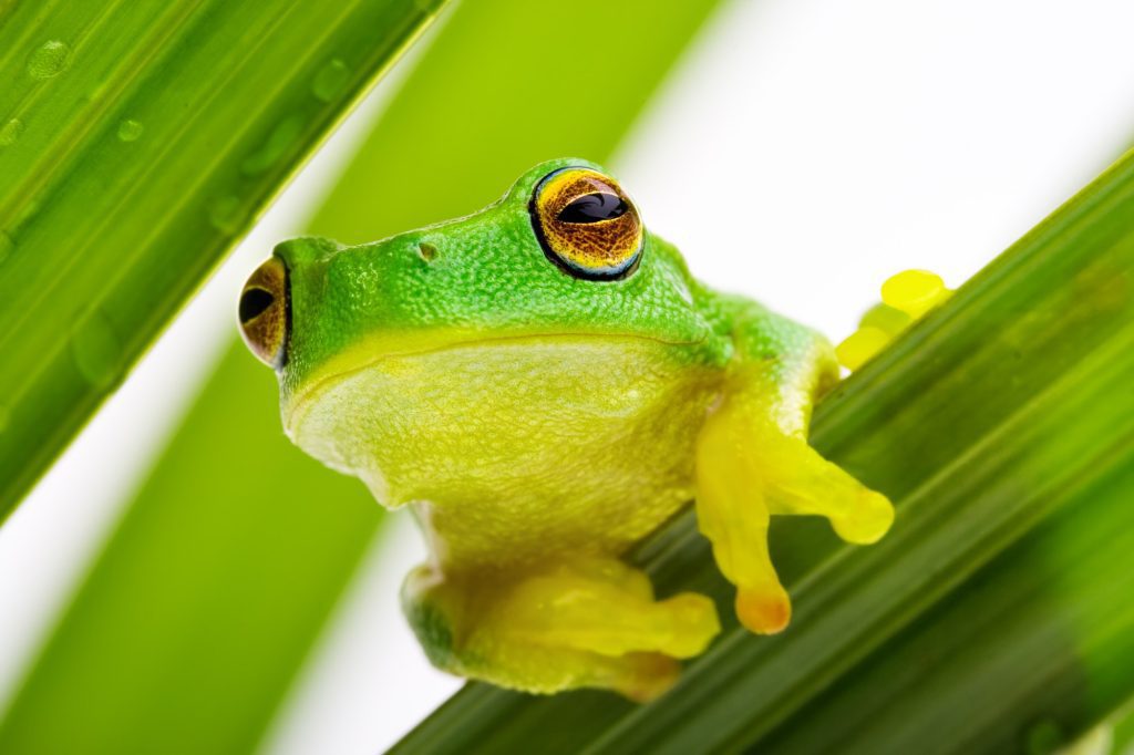 Frog peeking out from the leaves