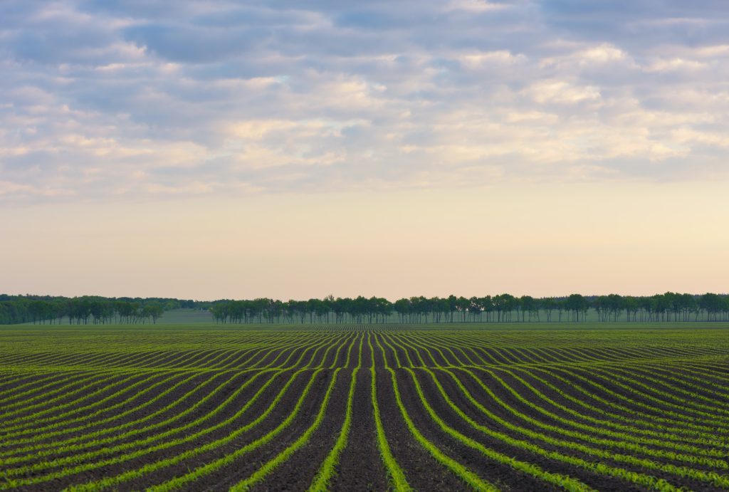 Rural landscape