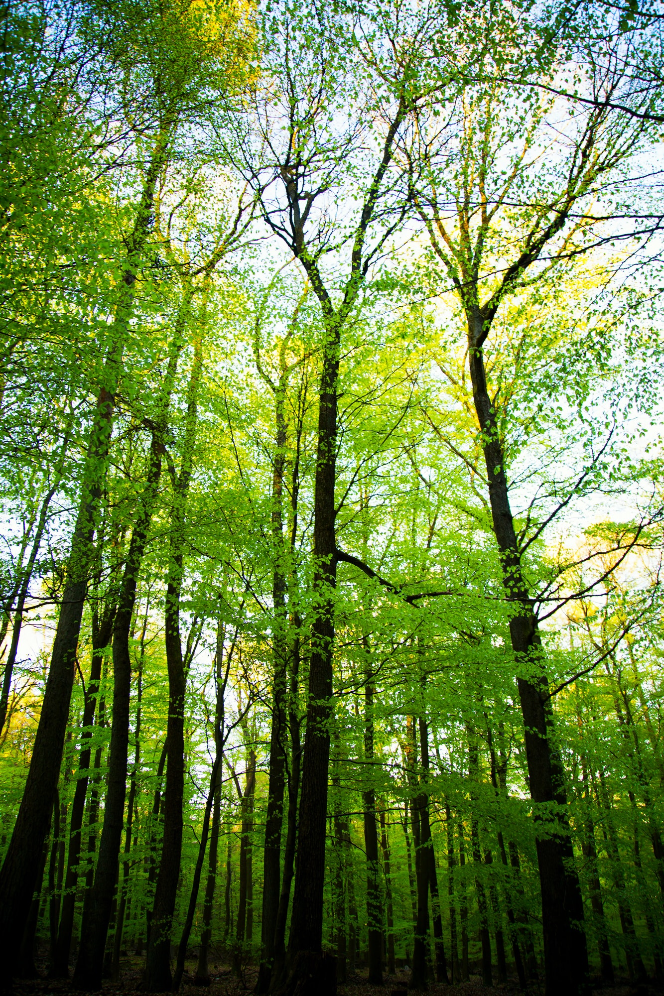 Trees in Nature in Park